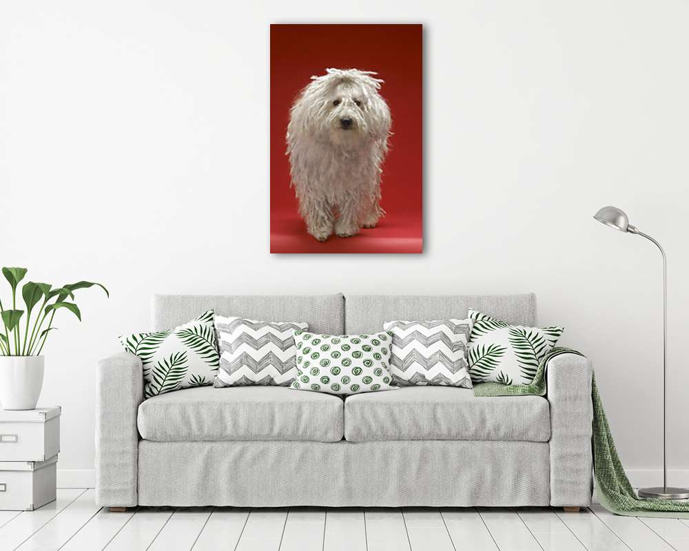 Fehér puli (fotótapéta) - vászonkép, falikép otthonra és irodába