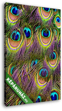 páva toll - vászonkép 3D látványterv