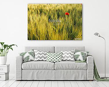 Poppy (vászonkép) - vászonkép, falikép otthonra és irodába