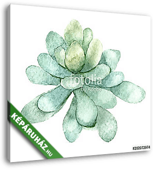 succulent in watercolor - vászonkép 3D látványterv