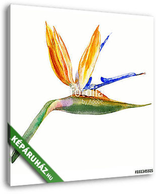 Bird of paradise flower, Strelitzia reginae, crane flower hand d - vászonkép 3D látványterv
