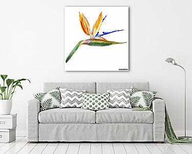 Bird of paradise flower, Strelitzia reginae, crane flower hand d (vászonkép) - vászonkép, falikép otthonra és irodába