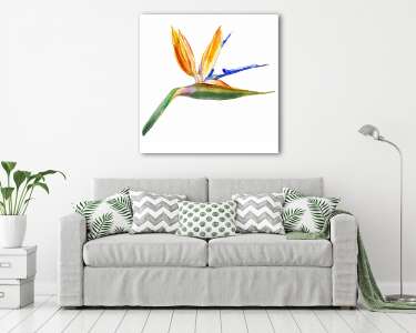 Bird of paradise flower, Strelitzia reginae, crane flower hand d (vászonkép) - vászonkép, falikép otthonra és irodába