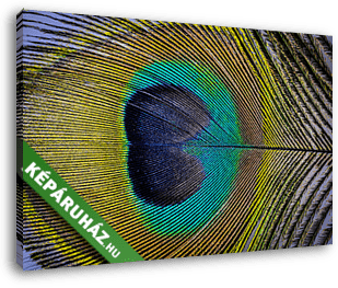 páva toll makró fotó - vászonkép 3D látványterv