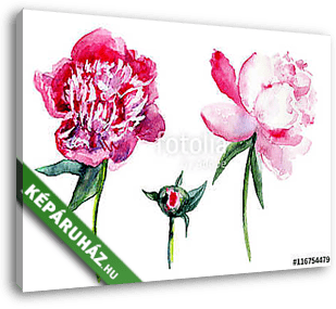 Watercolor pink peony, garden flower isolated on white backgroun - vászonkép 3D látványterv