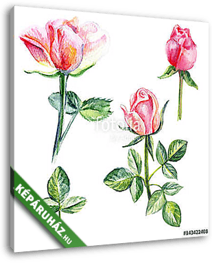 Rose flower, petals, bud watercolor hand drawn botanical illustr - vászonkép 3D látványterv
