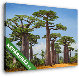 Majomkenyérfa erdő - vászonkép 3D látványterv
