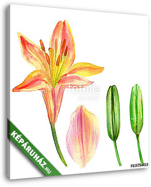 Lily flower, petal, bud watercolor hand drawn botanical illustra - vászonkép 3D látványterv