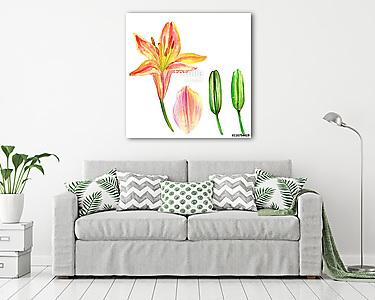 Lily flower, petal, bud watercolor hand drawn botanical illustra (vászonkép) - vászonkép, falikép otthonra és irodába