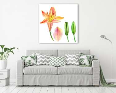 Lily flower, petal, bud watercolor hand drawn botanical illustra (vászonkép) - vászonkép, falikép otthonra és irodába