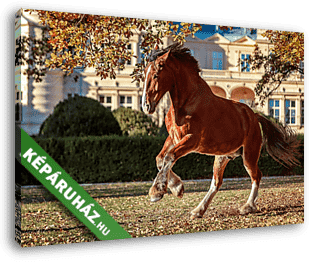 Ló a kastély parkban - vászonkép 3D látványterv