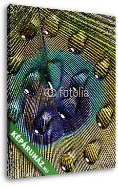 vízcsepp páva tollal - vászonkép 3D látványterv