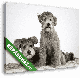 Pumi testvérek - vászonkép 3D látványterv Pumi testvérek - vászonkép 3D látványterv