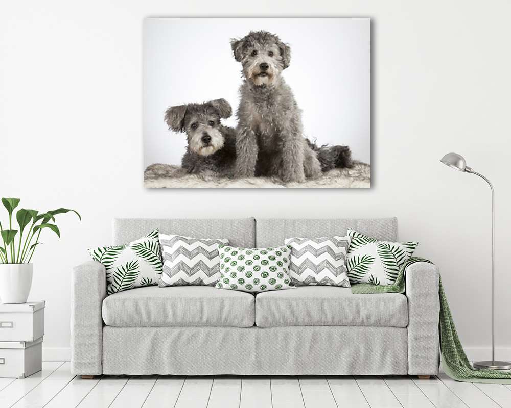 Pumi testvérek - vászonkép, falikép vásárlás Pumi testvérek (vászonkép) - vászonkép, falikép otthonra és irodába
