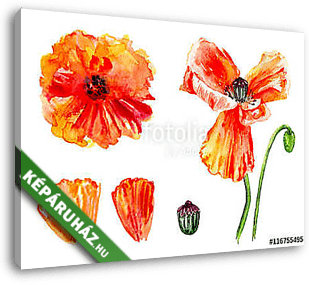 Watercolor red poppy, wild flower isolated on white background,  - vászonkép 3D látványterv