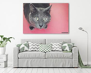 Macska figyel a kamerába (vászonkép) - vászonkép, falikép otthonra és irodába