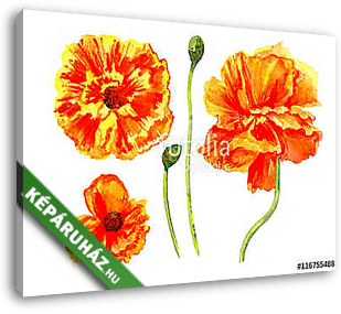 Watercolor red poppy wild flower isolated on white background bo - vászonkép 3D látványterv