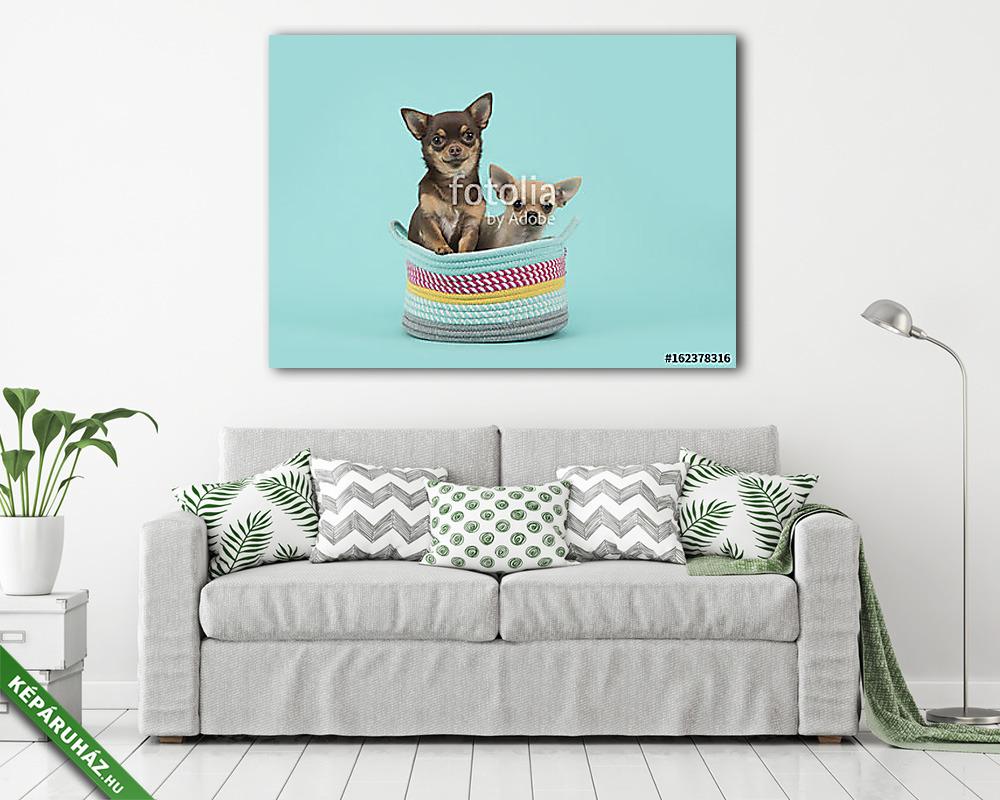Két chihuahua kutya egy színes kosárban türkizkék háttéren - vászonkép, falikép vásárlás Két chihuahua kutya egy színes kosárban türkizkék háttéren (vászonkép) - vászonkép, falikép otthonra és irodába