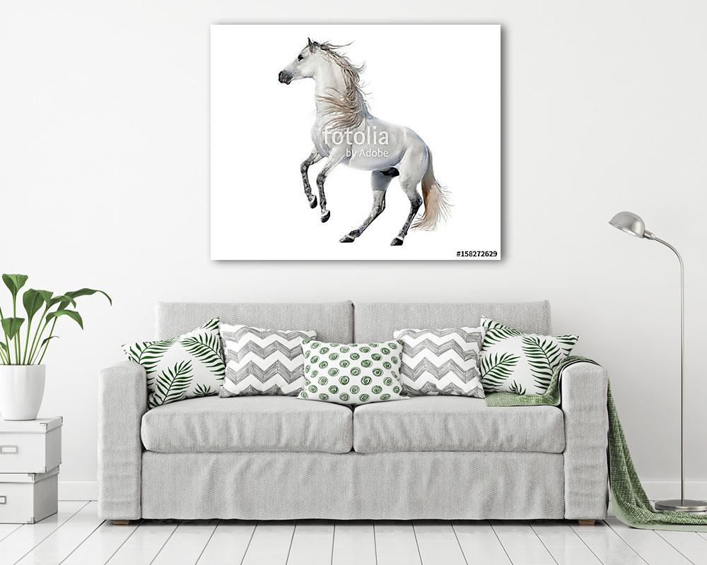fehér nevelő andalúz mén elszigetelt fehér - vászonkép, falikép vásárlás fehér nevelő andalúz mén elszigetelt fehér (vászonkép) - vászonkép, falikép otthonra és irodába