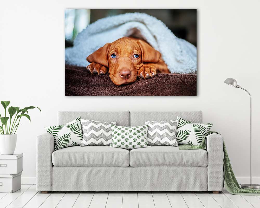 Kékszemű vizslakölyök - vászonkép, falikép vásárlás Kékszemű vizslakölyök (vászonkép) - vászonkép, falikép otthonra és irodába