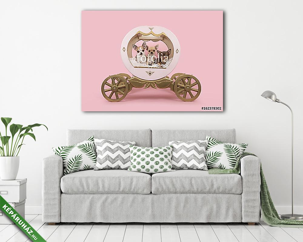 Három chihuahua kutya egy fából készült edzőn rózsaszín háttéren (fotótapéta) - vászonkép, falikép otthonra és irodába