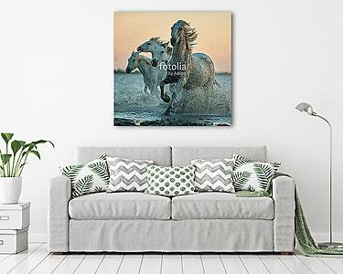 camargue lovak futnak a napfelkelte vízben (vászonkép) - vászonkép, falikép otthonra és irodába