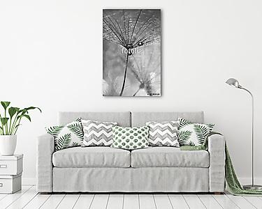 Dandelion with drops of water black and white photo. A beautiful (vászonkép) - vászonkép, falikép otthonra és irodába