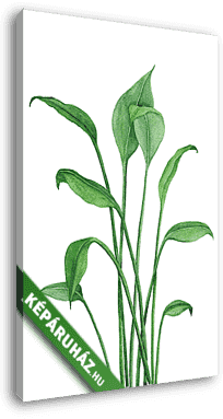 Home plant drawing - vászonkép 3D látványterv