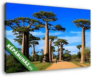 Baobab fák útja, Madagaszkár - vászonkép 3D látványterv