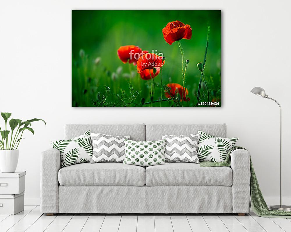 Csodálatos mákmező. Nyári virágok. - vászonkép, falikép vásárlás Csodálatos mákmező. Nyári virágok. (vászonkép) - vászonkép, falikép otthonra és irodába