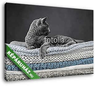 Orosz kék macska textileken - vászonkép 3D látványterv
