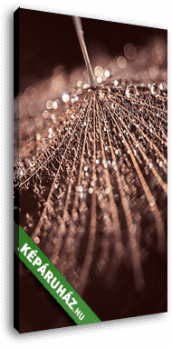 Abstract dandelion with water drops. Beautiful macro. Selective  - vászonkép 3D látványterv