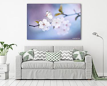 Beautiful white butterfly and branch of blossoming cherry in spr (vászonkép) - vászonkép, falikép otthonra és irodába