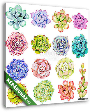 Watercolor set with succulents. Hand drawn raster illustration - vászonkép 3D látványterv