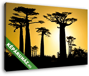 Majomkenyérfa árnyékok, Szenegál - vászonkép 3D látványterv