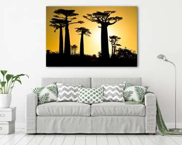 Majomkenyérfa árnyékok, Szenegál (vászonkép) - vászonkép, falikép otthonra és irodába