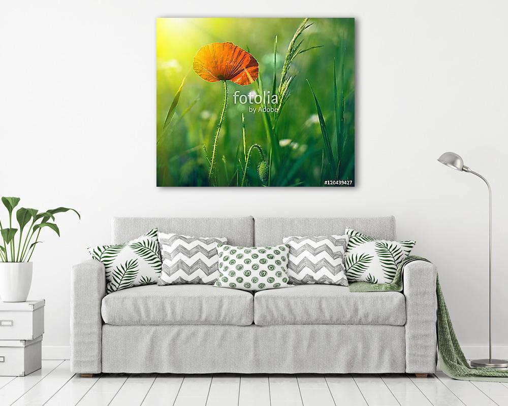 Csodálatos mákmező. Nyári virágok. (többrészes kép) - vászonkép, falikép otthonra és irodába