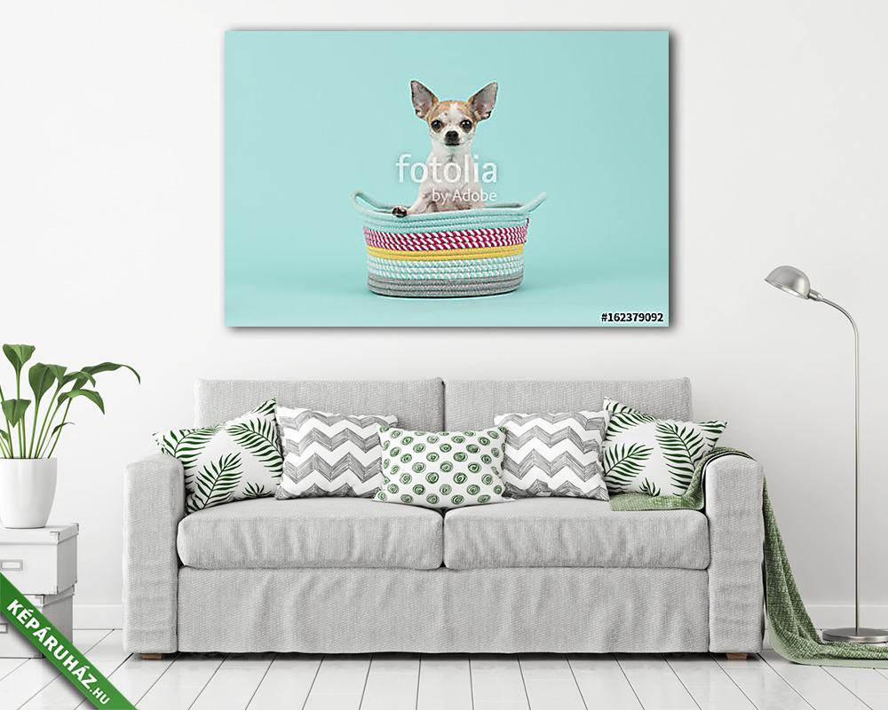 Aranyos fehér és barna chihuahua ül egy színes kosárban a  (vászonkép) - vászonkép, falikép otthonra és irodába