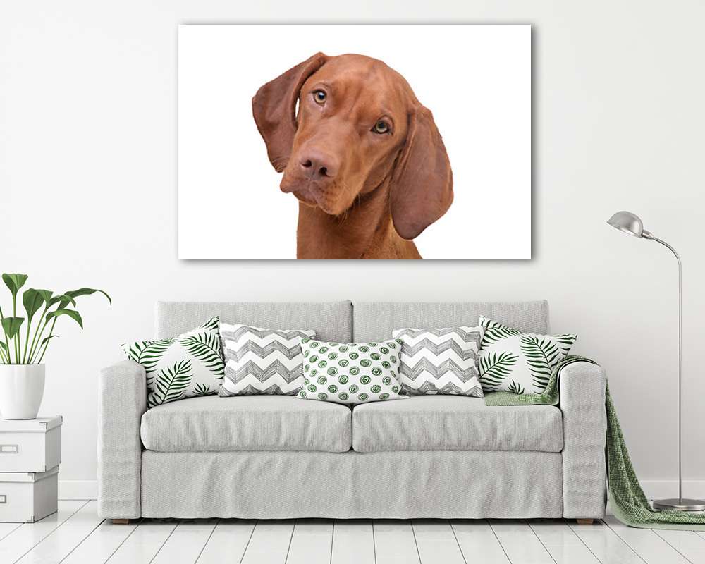 Vizslaportré fehér háttérrel - vászonkép, falikép vásárlás Vizslaportré fehér háttérrel (vászonkép) - vászonkép, falikép otthonra és irodába