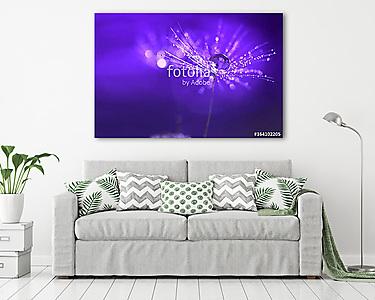 Purple background with water drops on a dandelion. An artistic i (vászonkép) - vászonkép, falikép otthonra és irodába