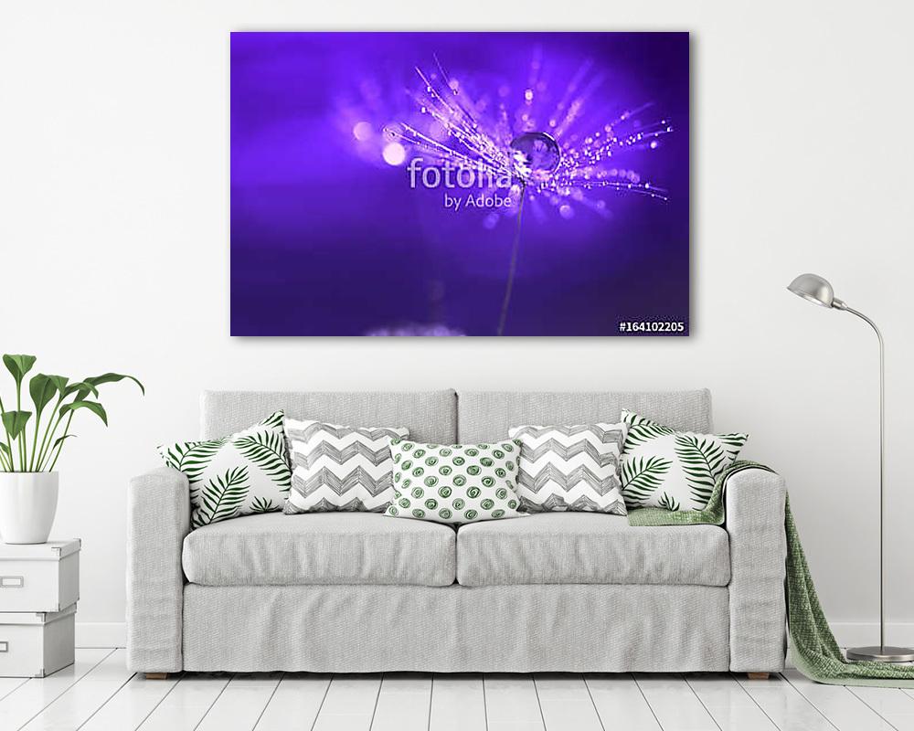 Purple background with water drops on a dandelion. An artistic i (fotótapéta) - vászonkép, falikép otthonra és irodába