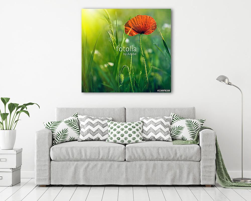 Csodálatos mákmező. Nyári virágok. (vászonkép) - vászonkép, falikép otthonra és irodába