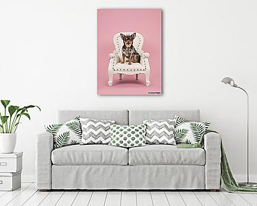 Barna chihuahua kutya ül egy fehér barokk székben egy rózsaszín  (vászonkép) - vászonkép, falikép otthonra és irodába