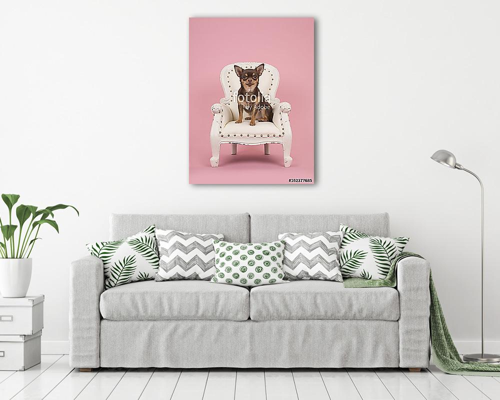 Barna chihuahua kutya ül egy fehér barokk székben egy rózsaszín  (poszter) - vászonkép, falikép otthonra és irodába