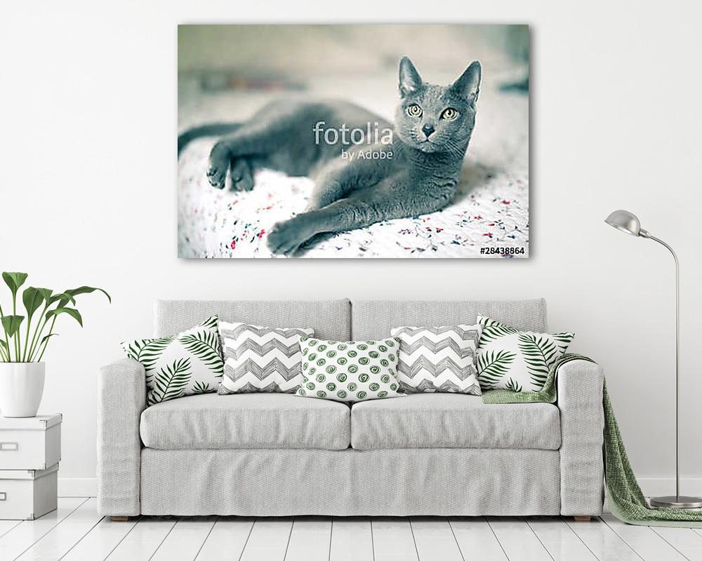 Orosz kék fajta macska heverészik (fotótapéta) - vászonkép, falikép otthonra és irodába