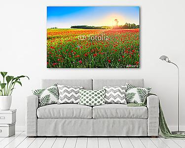 Poppies field at sunset (vászonkép) - vászonkép, falikép otthonra és irodába