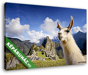 Llama a Machu Picchu-ban, Peru - vászonkép 3D látványterv