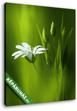 Meglepően szép puha, elegáns, fehér tavaszi kisvirág wi - vászonkép 3D látványterv