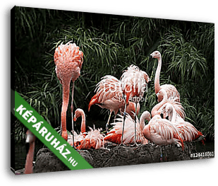 Nesting Flamingos Flock - vászonkép 3D látványterv