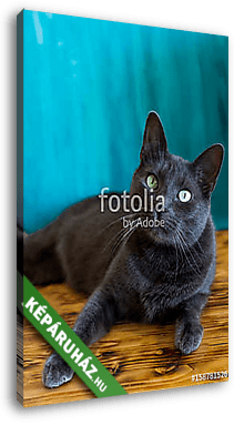 Orosz kék cica fülel - vászonkép 3D látványterv